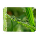 Suche nach wassertropfen magnete Natur
