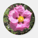 Suche nach rock magnete Rosa