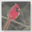 Suche nach roter vogel untersetzer Tierwelt