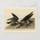 Suche nach wanderfalke poster Darstellung