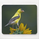 Suche nach wilde sonnenblumen mousepads Gelb