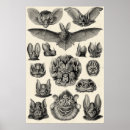 Suche nach kunstformen der natur poster 1904