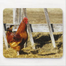 Suche nach hähne mousepads Natur