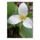 Suche nach trillium Blumenreich