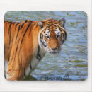 Suche nach alles fressend mousepads Katze