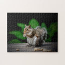 Suche nach eichhörnchen puzzle Nüsse