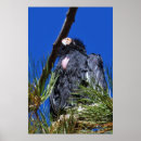 Suche nach condor poster Vogel