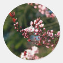 Suche nach kirschbaum aufkleber Rosa