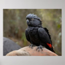 Suche nach australische vögel poster Kakadu