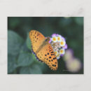 Suche nach fokus postkarten Blume