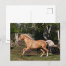 Suche nach lusitano postkarten Bob langrish