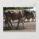 Suche nach oxen postkarten Vintag