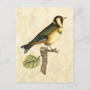 Suche nach gelbe vögel postkarten Ast