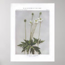 Suche nach anemonen poster Blume