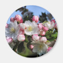 Suche nach rosa apfel magnete Blume