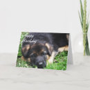 Suche nach welpe karten Foto