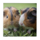 Suche nach nagetiere fliesen Haustier