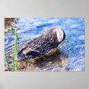 Suche nach kleine ente poster Vogelvogel