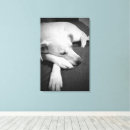 Suche nach hund leinwandbilder Drucken