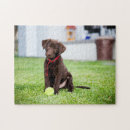 Suche nach schokoladen labrador puzzle Niedlich