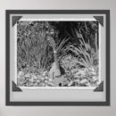 Suche nach mandolin poster Blume