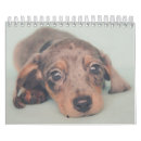 Suche nach dackel kalender Haustier