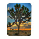Suche nach joshua tree national park magnete Usa