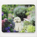 Suche nach pudel mousepads Hund