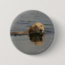 Suche nach gold überzogen buttons Hunde fotograf