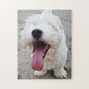 Suche nach weißer welpe puzzle Fotografie