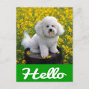 Suche nach bichon frise postkarten Welpe
