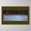 Suche nach schwäne poster Vögel