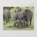 Suche nach herde postkarten Afrika