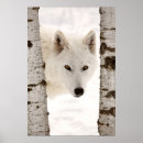 Suche nach lupus poster Wolf
