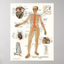 Suche nach menschliches herz poster Anatomie