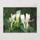 Suche nach saugen poster Blume