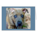 Suche nach brindle karten Grubenbulle