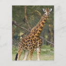 Suche nach rothschild poster Lang