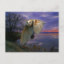 Suche nach schöne eule postkarten Natur