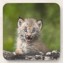 Suche nach energie untersetzer Natur