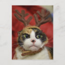 Suche nach geweihe postkarten Fotografie