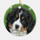 Suche nach sennenhund ornamente Haustier