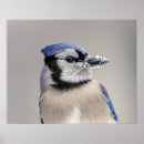 Suche nach schnabel poster Schnee