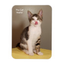 Suche nach dosen magnete Katze