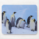 Suche nach kaiser pinguine mousepads Küken
