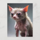 Suche nach verrückte katzen postkarten Albern