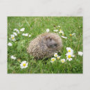 Suche nach igel poster Natur