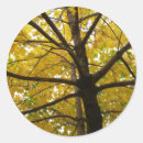 Suche nach ahornbaum aufkleber Herbst