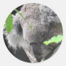 Suche nach beuteltiere aufkleber Australien