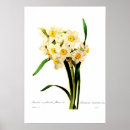 Suche nach narzissen poster Blume